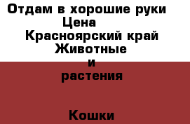 Отдам в хорошие руки  › Цена ­ 1 - Красноярский край Животные и растения » Кошки   . Красноярский край